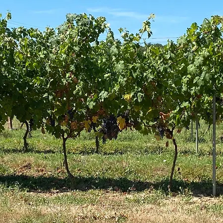 Ma Demeure Dans Les Vignes Bed & Breakfast