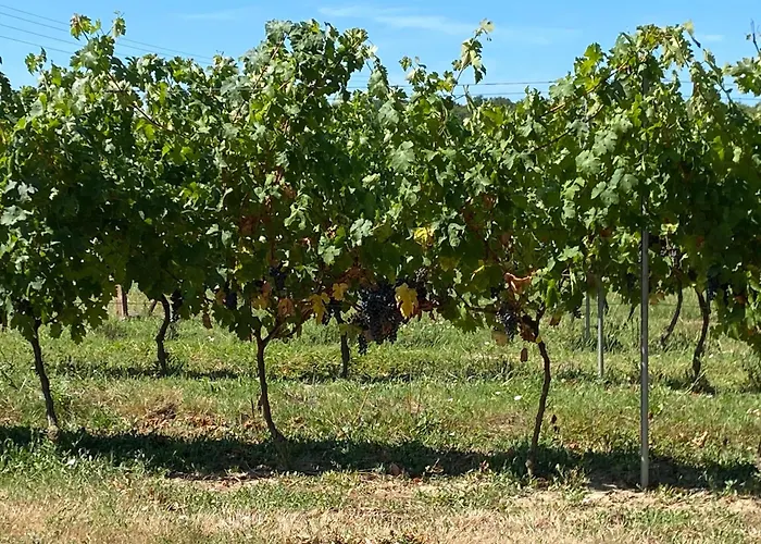 Ma Demeure Dans Les Vignes 住宿加早餐酒店